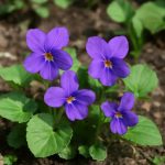 Фиалки: репортаж из идеального оранжерейного климата