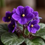 Комнатные фиалки: тихая ботаника подоконника и точные правила цветения