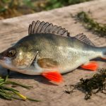 Поведение рыбы: сигналы глубины, ритмы стаи и язык воды