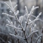 Три обряда на изморозь: как зимний иней связывали с притоком денег