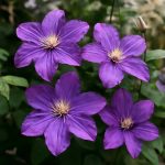 Клематисы — лианы, наполняющие сад движением цвета