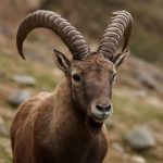 Какие черты характера отличают козерогов: точный разбор без мифов