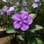 Как марчелло мальпиги едва не погиб в огне после своих открытий