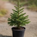 Живая и маленькая: как сохранить мини-ель в горшочке свежей и крепкой