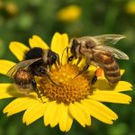 Сад на жужжащей волне: цветы, которые собирают пчёл, шмелей и тихих союзников огорода