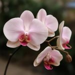 Природная подкормка для орхидеи: как запустить цветение без химии