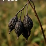 «pode»: кооперативный овердью в нордическом калейдоскопе