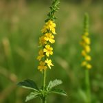 Репешок обыкновенный: мягкая поддержка печени, ровное пищеварение и понятная схема выращивания