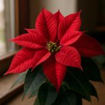 Рождественская звезда в астрологической оптике: как небесный символ соотносится с зодиакальным кругом