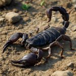 Скорпион возглавил рейтинг интимной эффективности