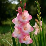 Когда выкапывать и как хранить гладиолусы без потерь зимой