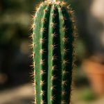 Кактус дома между приметой и бытом