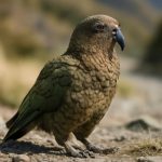 Кеа горный гений и дерзкий вор новой зеландии