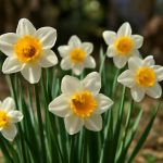 Осенняя посадка нарциссов без ошибок и пустых хлопот