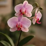 Орхидеи дома без лишних ошибок
