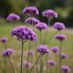 Патагонская вербена на клумбе и на балконе