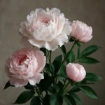 Пионы без ошибок в посадке и уходе