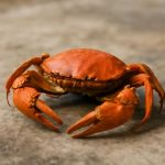 Возрождение из пепла гороскоп для рака на 2025 год