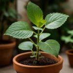 10 комнатных растений для спальни: спокойная зелень без лишнего ухода