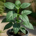 Неприхотливые растения, которые собирают интерьер без лишнего ухода