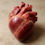 Часть сердца