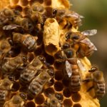 Тихая смена матки в пчелиной семье