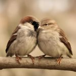 Tweethearts от just for the win и microgaming под ленту коротких сообщений