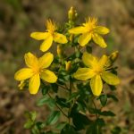 Магические свойства зверобоя в народной практике и культурной памяти