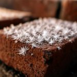 Белые кристаллы на кирпиче после промерзания и их источник
