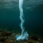 Почему под морским льдом всё чаще замечают брайниклы