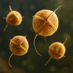 Откуда берется свечение моря из-за динофлагеллят