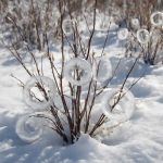 Почему зимой вокруг кустов появляются ледяные кольца