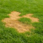 Почему на тротуарных плитах появляются пятна после полива газонов