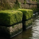 Почему зеленые налеты появляются на каменных подпорках у воды