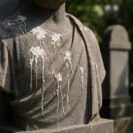 Почему на городских памятниках остаются следы птичьего помета